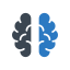 cerveau
